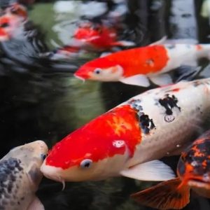 JAZIERKOVÉ, TERÁRIJNÉ ZVIERATÁ